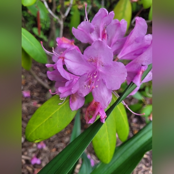 Meet your Poshers, Carolyn & Patricia - Picture 7 of 16